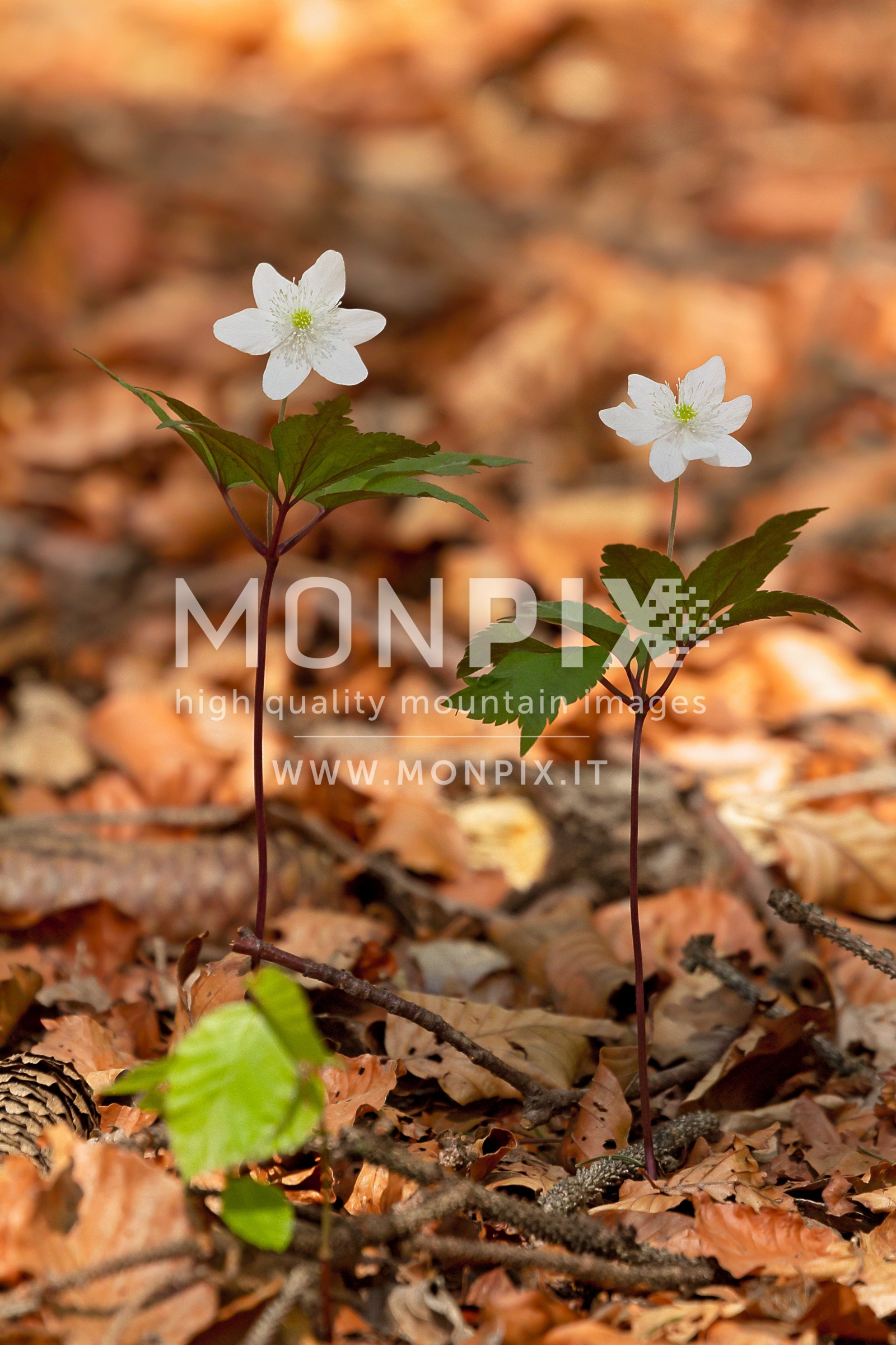 Anemone dei boschi