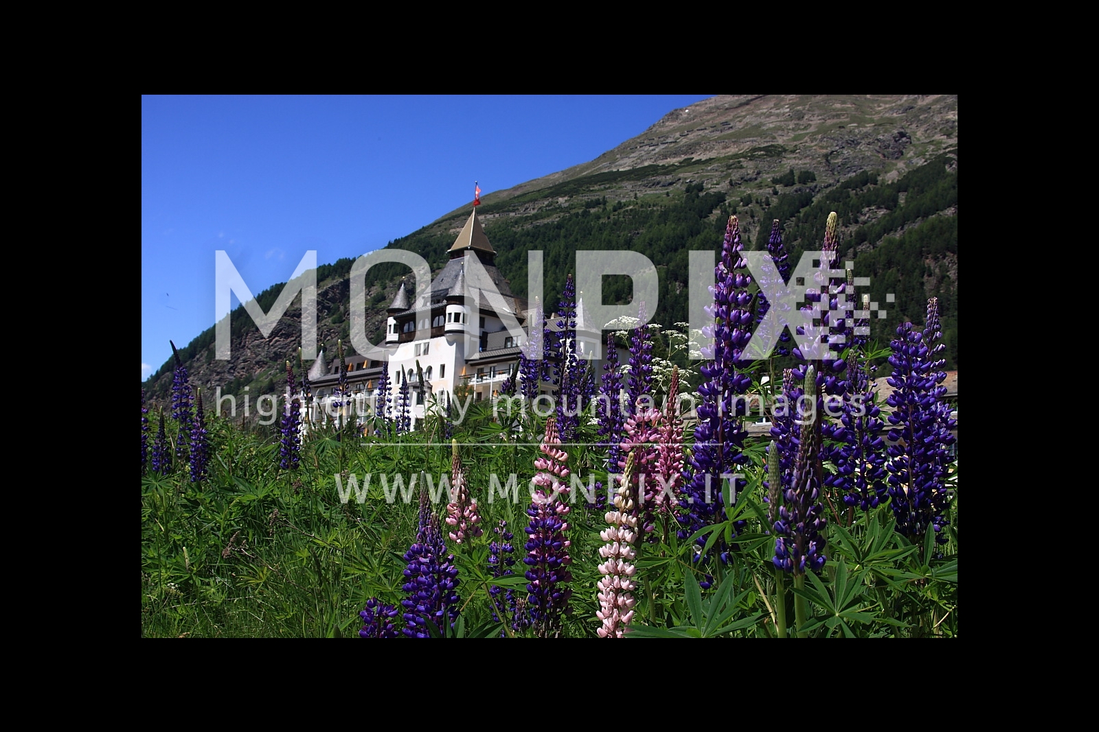 fioritura a Pontresina