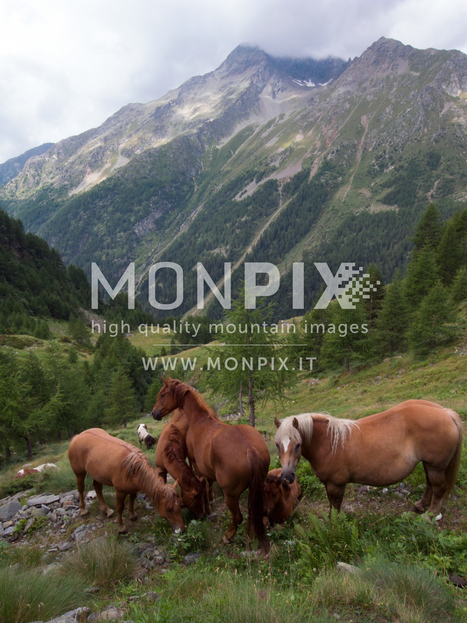 Gruppo di cavalli in val Fontana Valtellina Italia