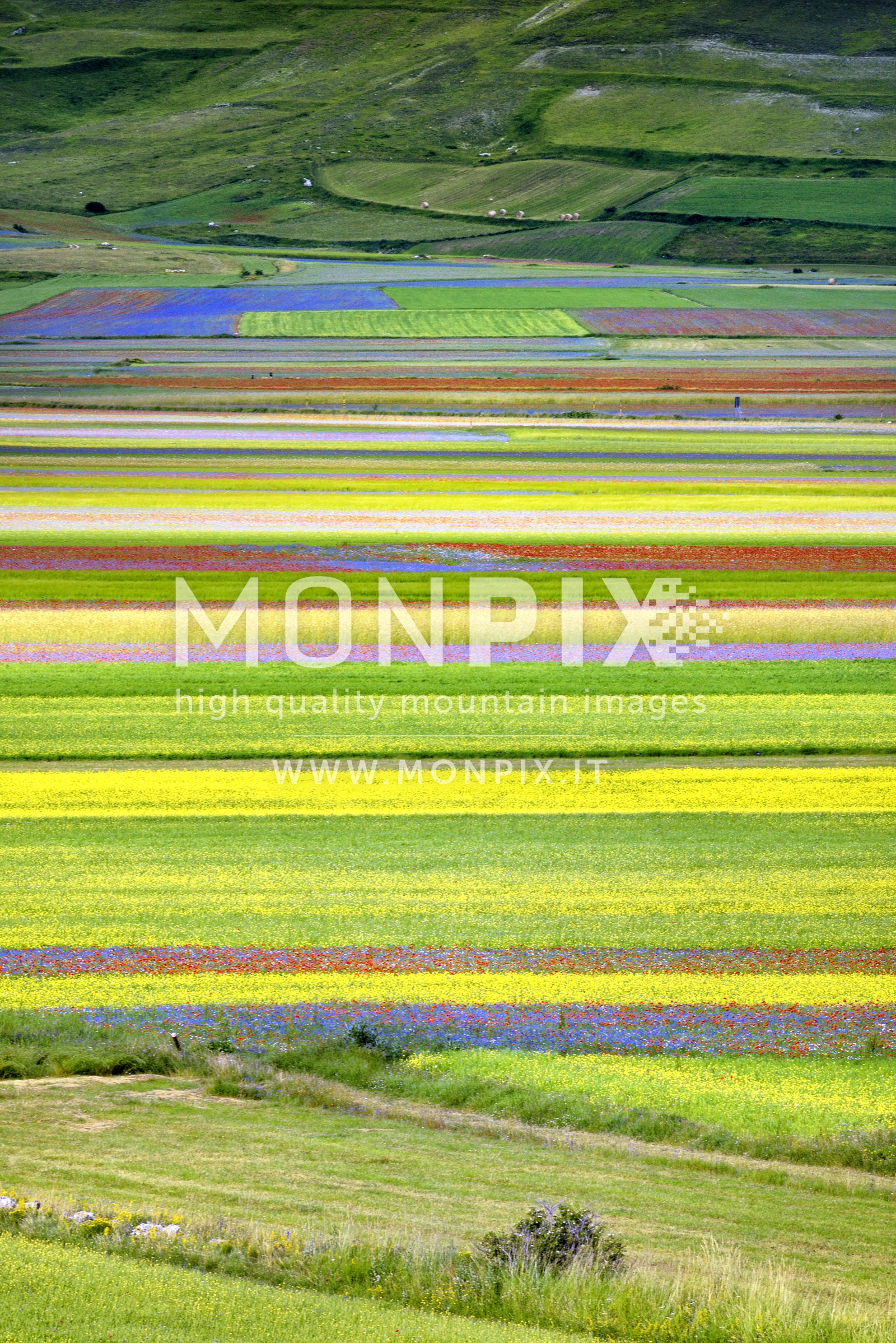 Castelluccio di Norcia, sfumature di colore 