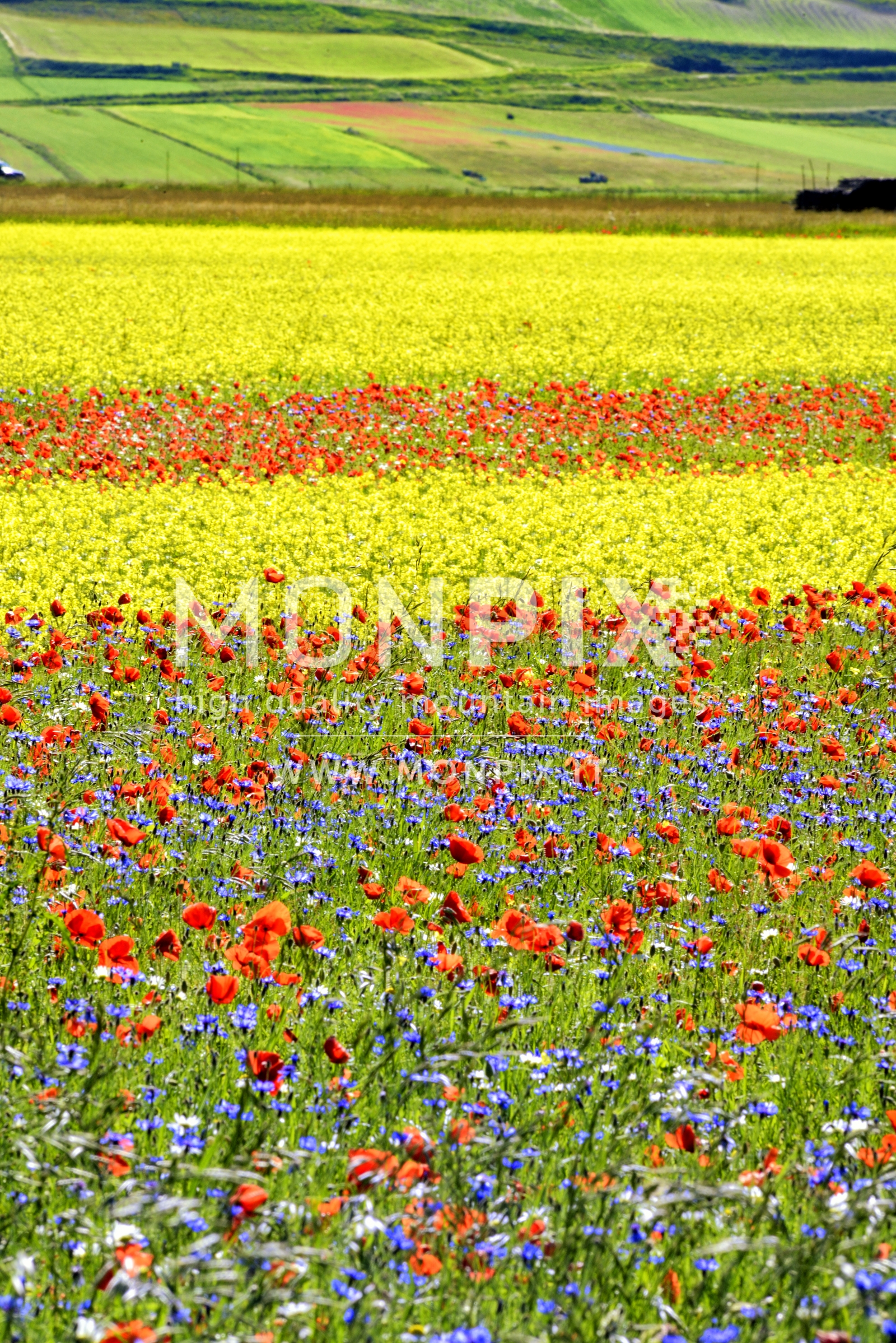 Castelluccio di Norcia, sfumature di colore