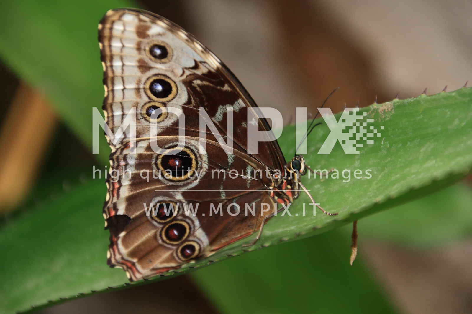 farfalla morpho