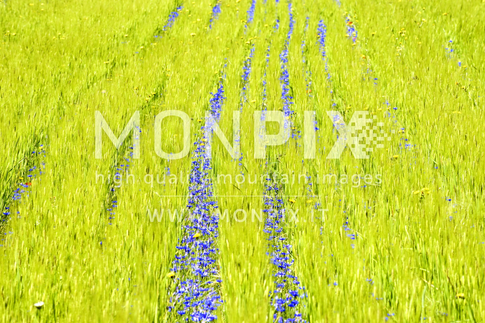 Castelluccio di Norcia, sfumature di colori 