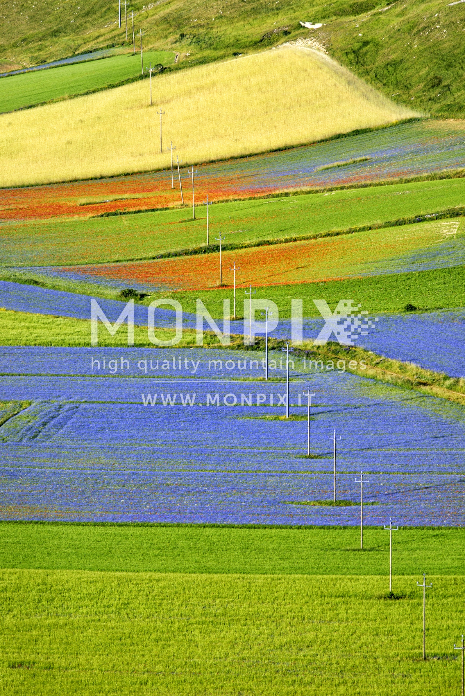 Castelluccio di Norcia, sfumature di colore 