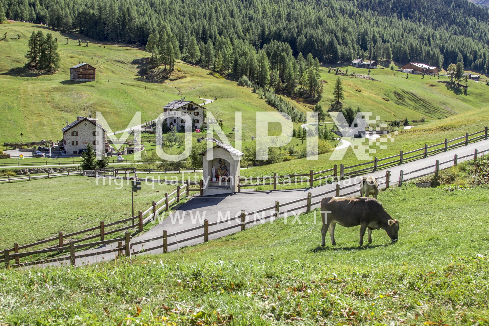 Panorama e mucche