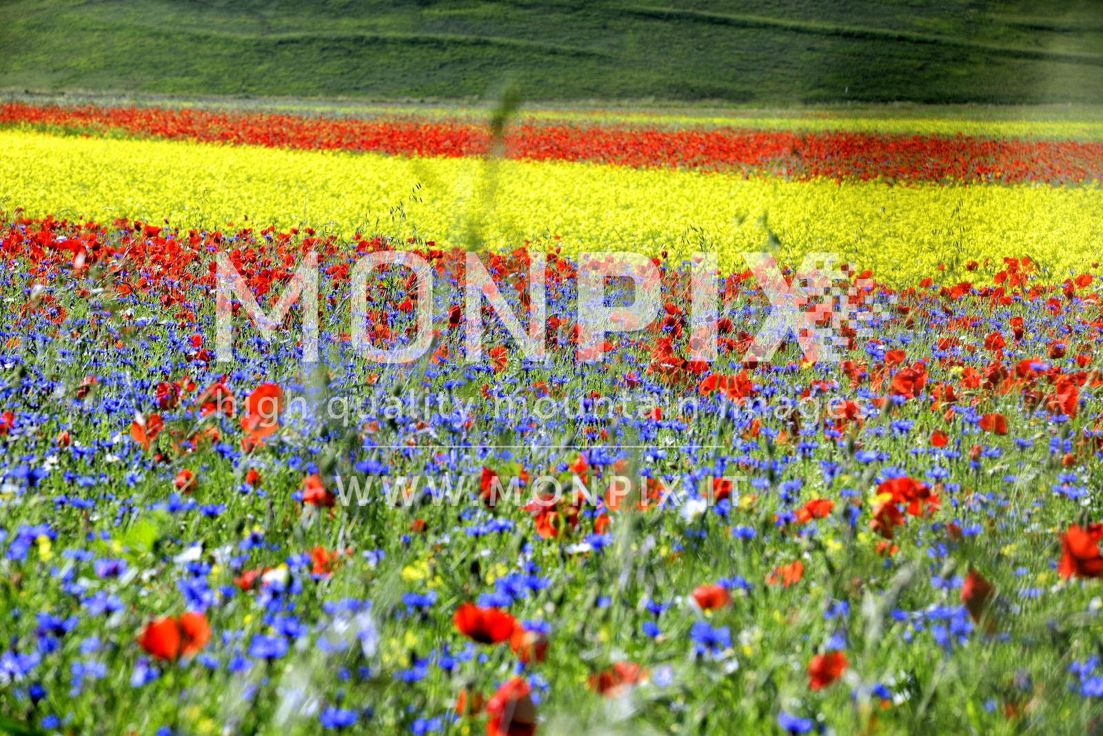 Castelluccio di Norcia, sfumature di colore