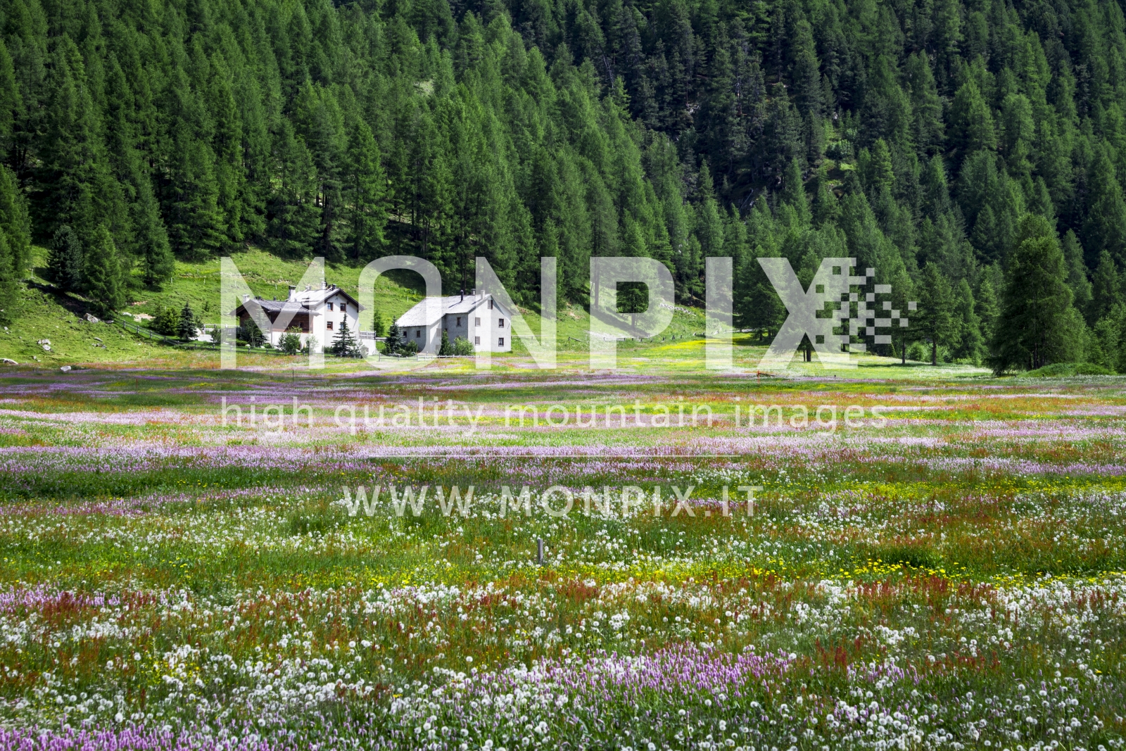 Campi fioriti