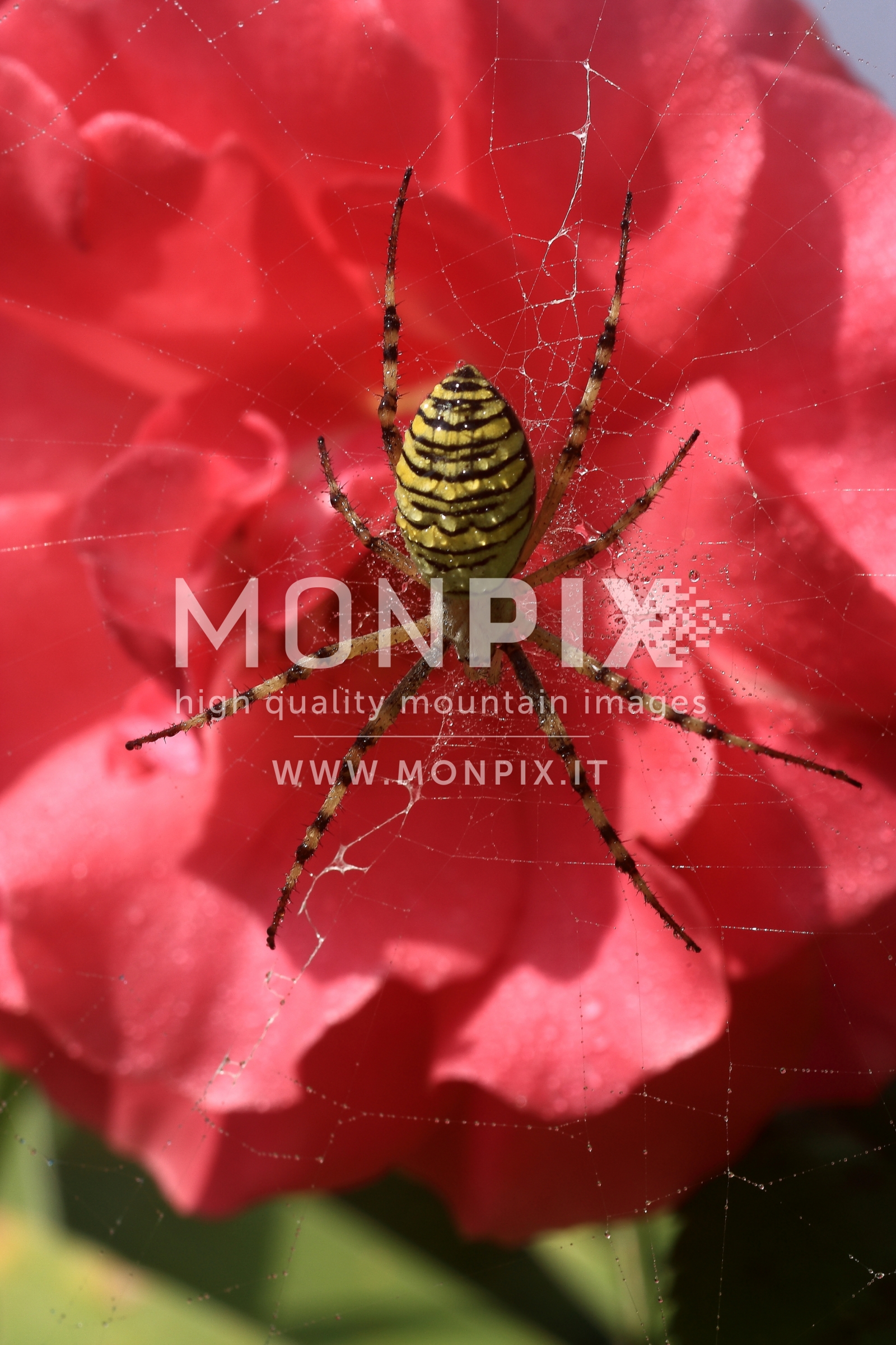 RAGNO ARGIOPE BRUENNICHI