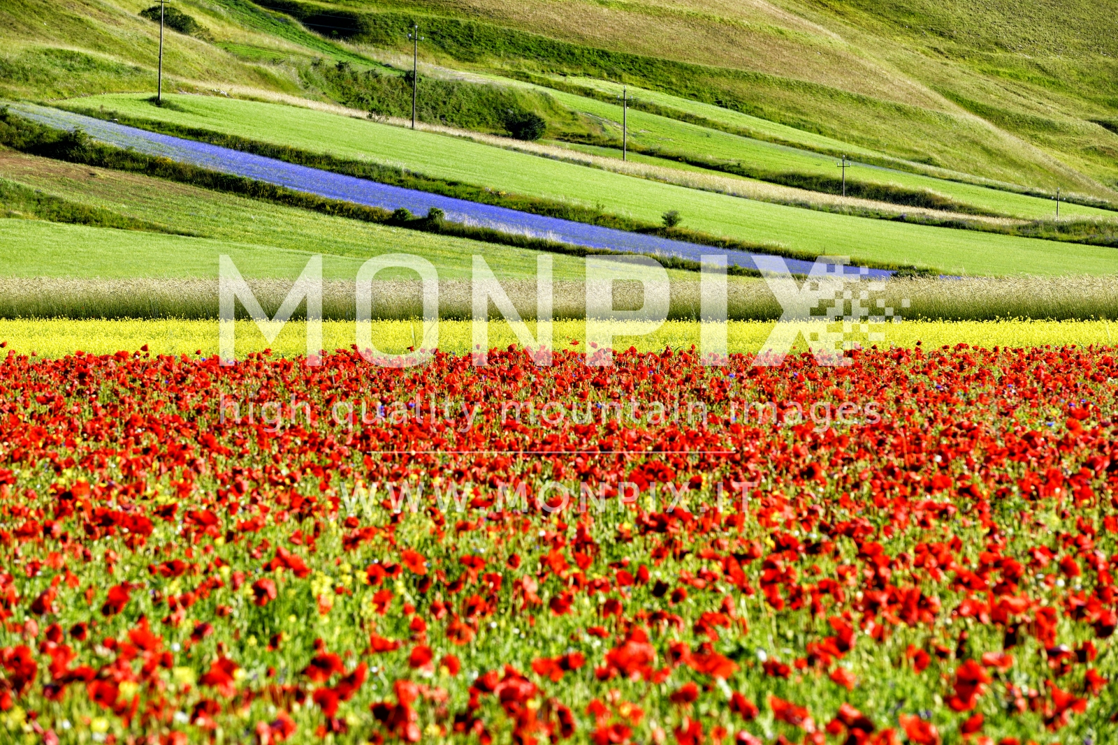 Castelluccio di Norcia, sfumature di colore