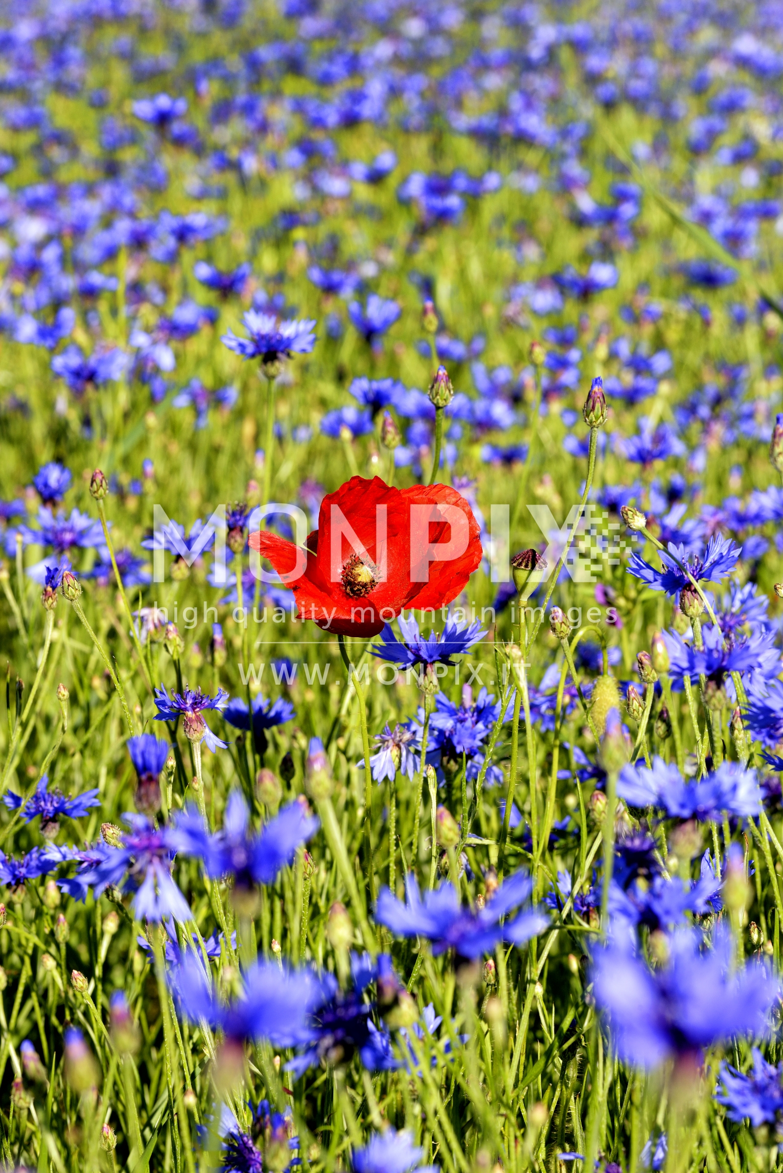 Castelluccio di Norcia, sfumature di colore