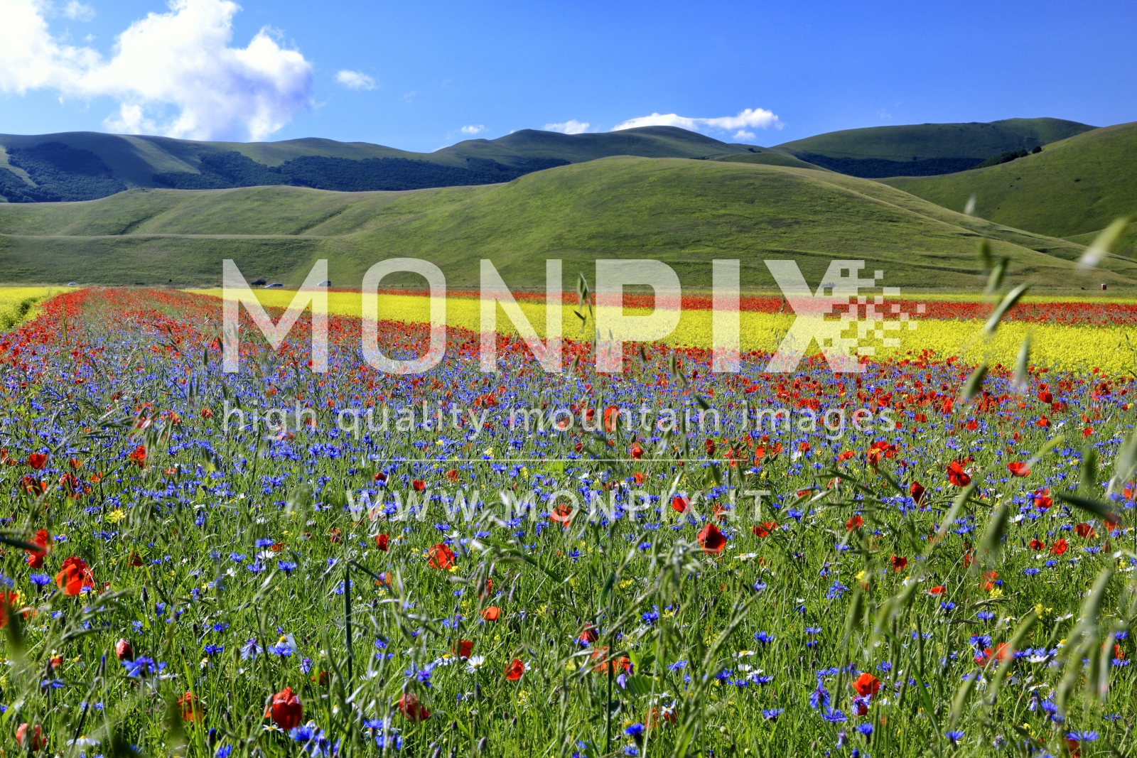 Castelluccio di Norcia, sfumature di colore