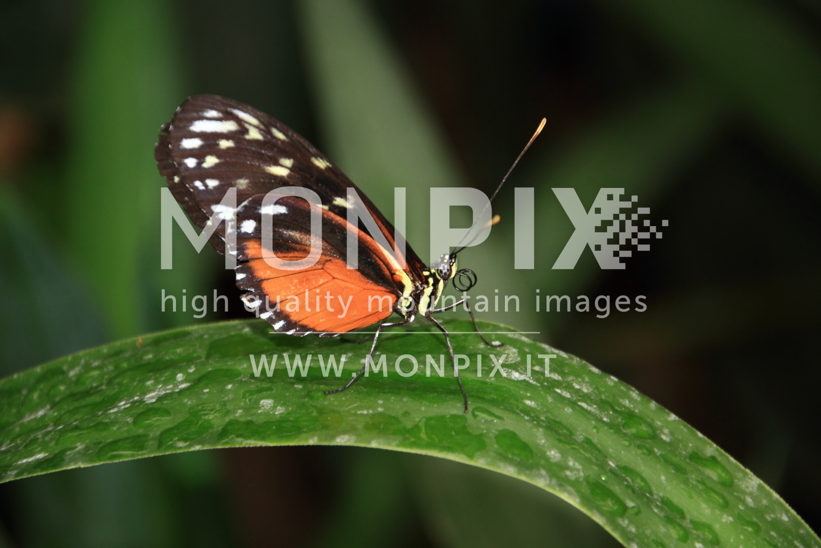 farfalla heliconiidae