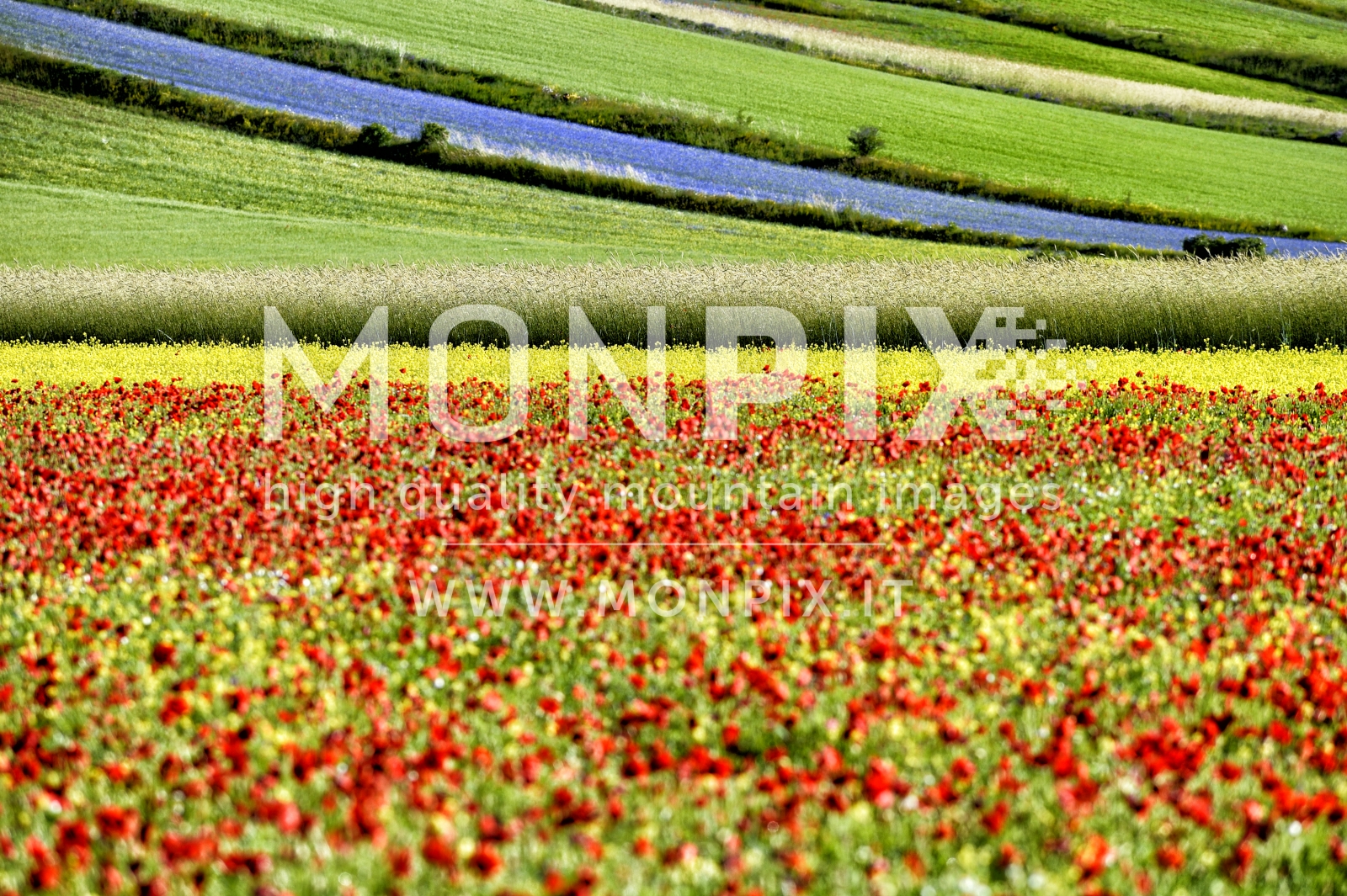 Castelluccio di Norcia, sfumature di colore 