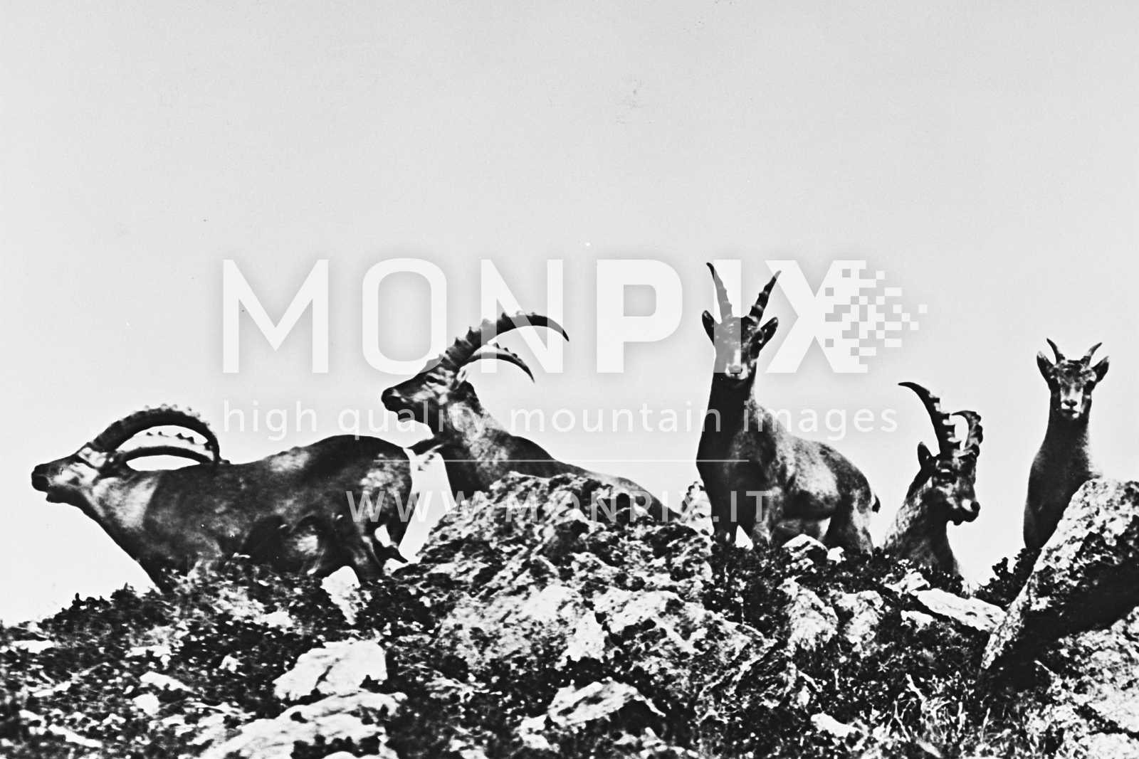 Gruppo di stambecchi