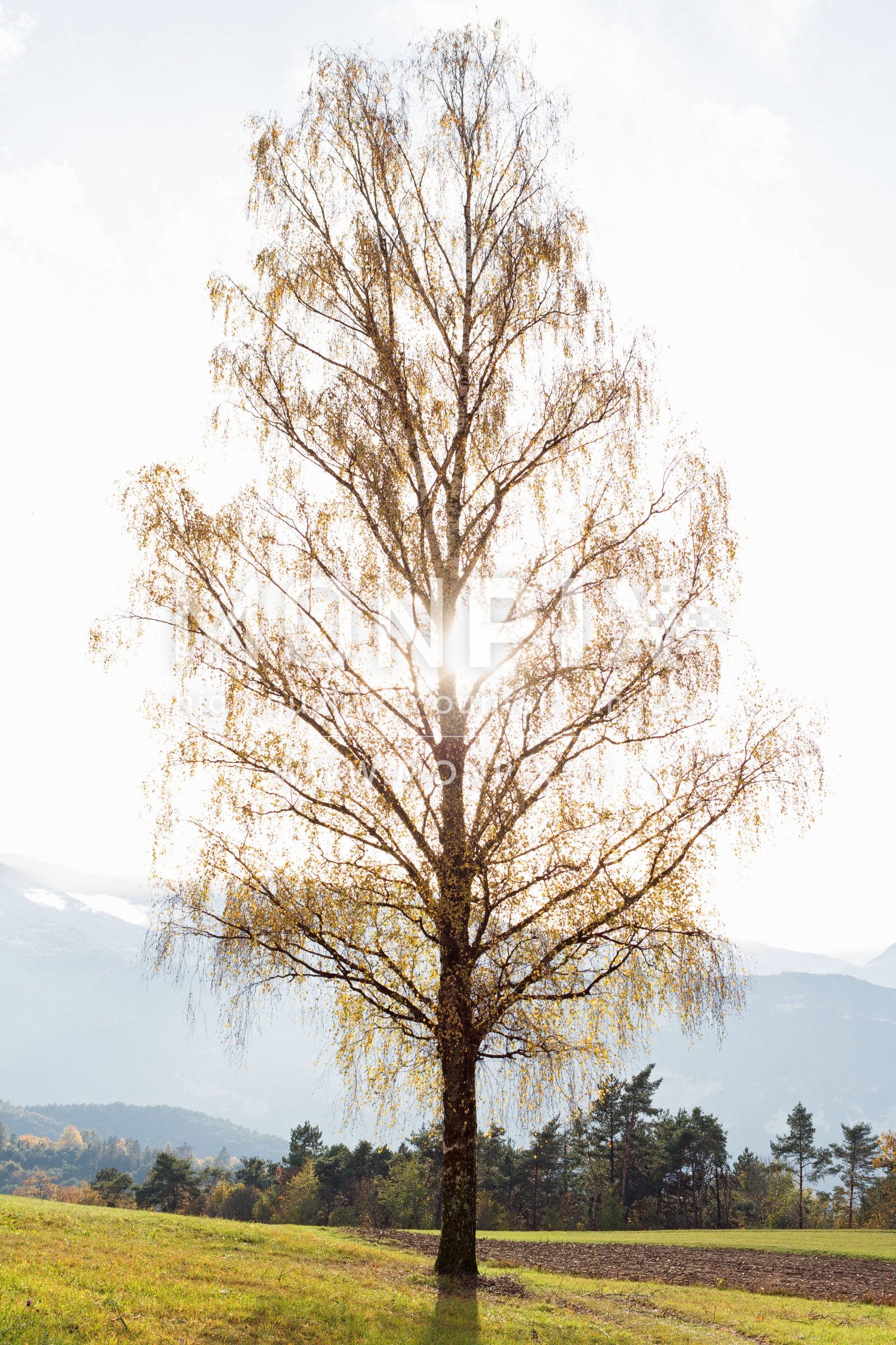 betulla autunnale