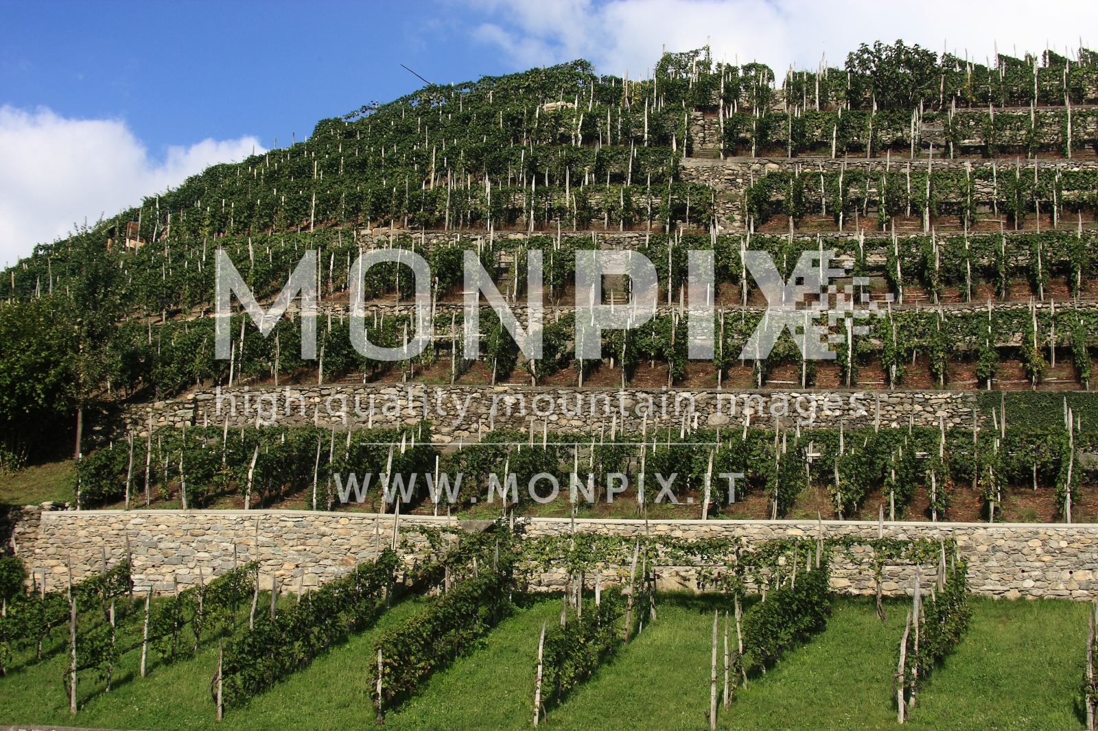 VIGNETI IN VALTELLINA