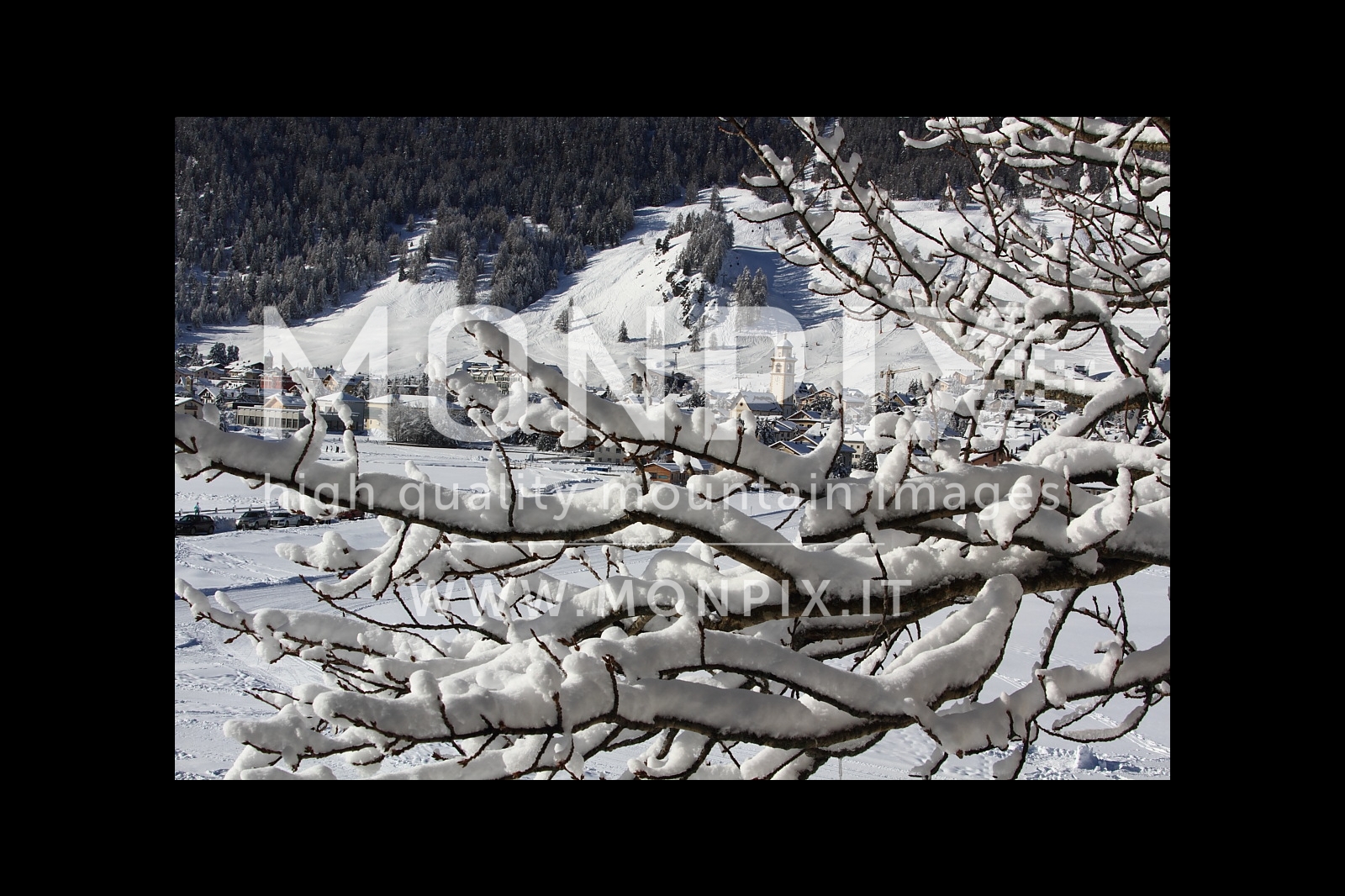 CELERINA INVERNO