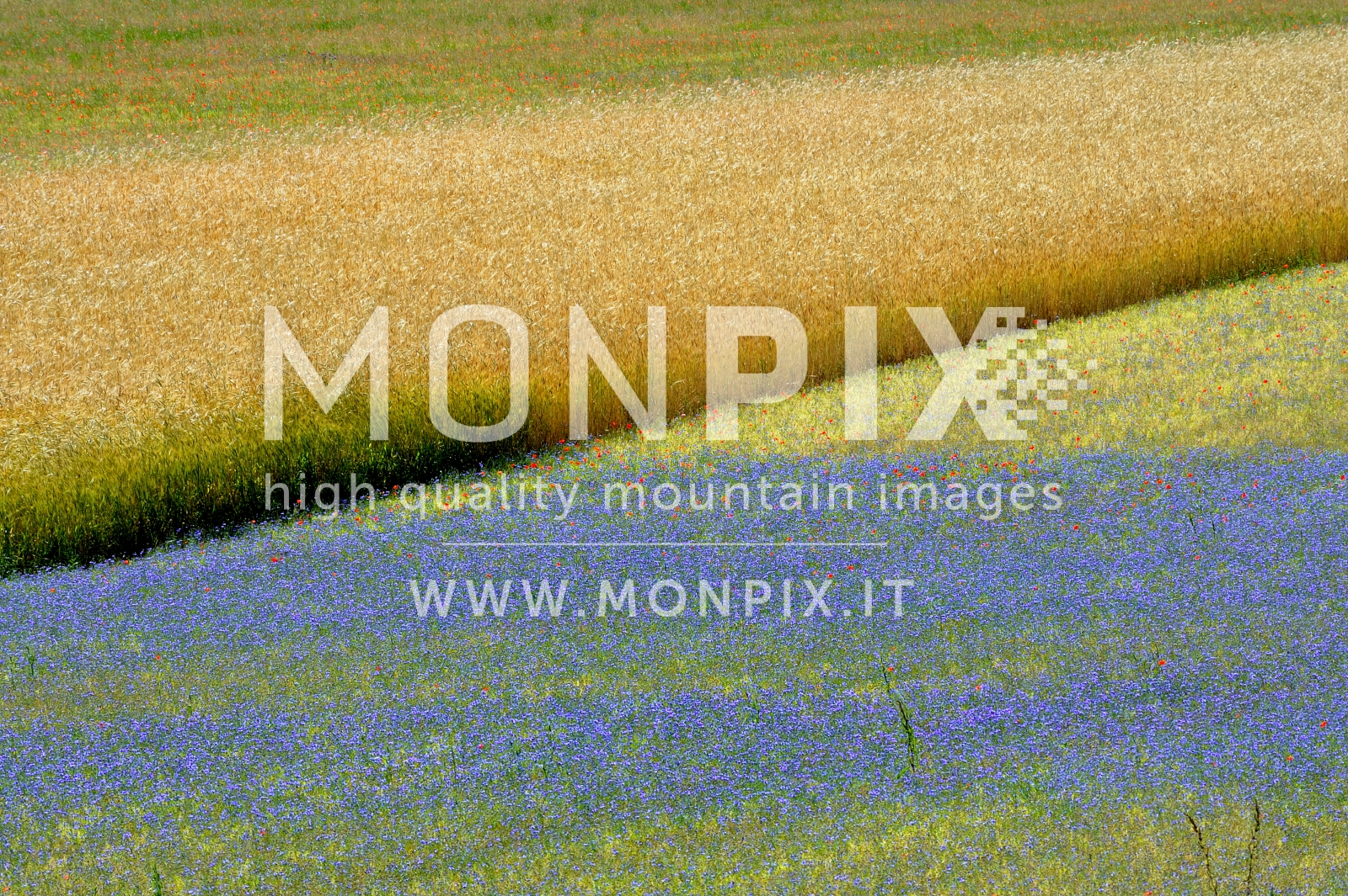 Castelluccio di Norcia, sfumature di colori