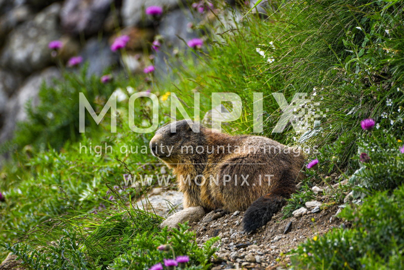 marmotta