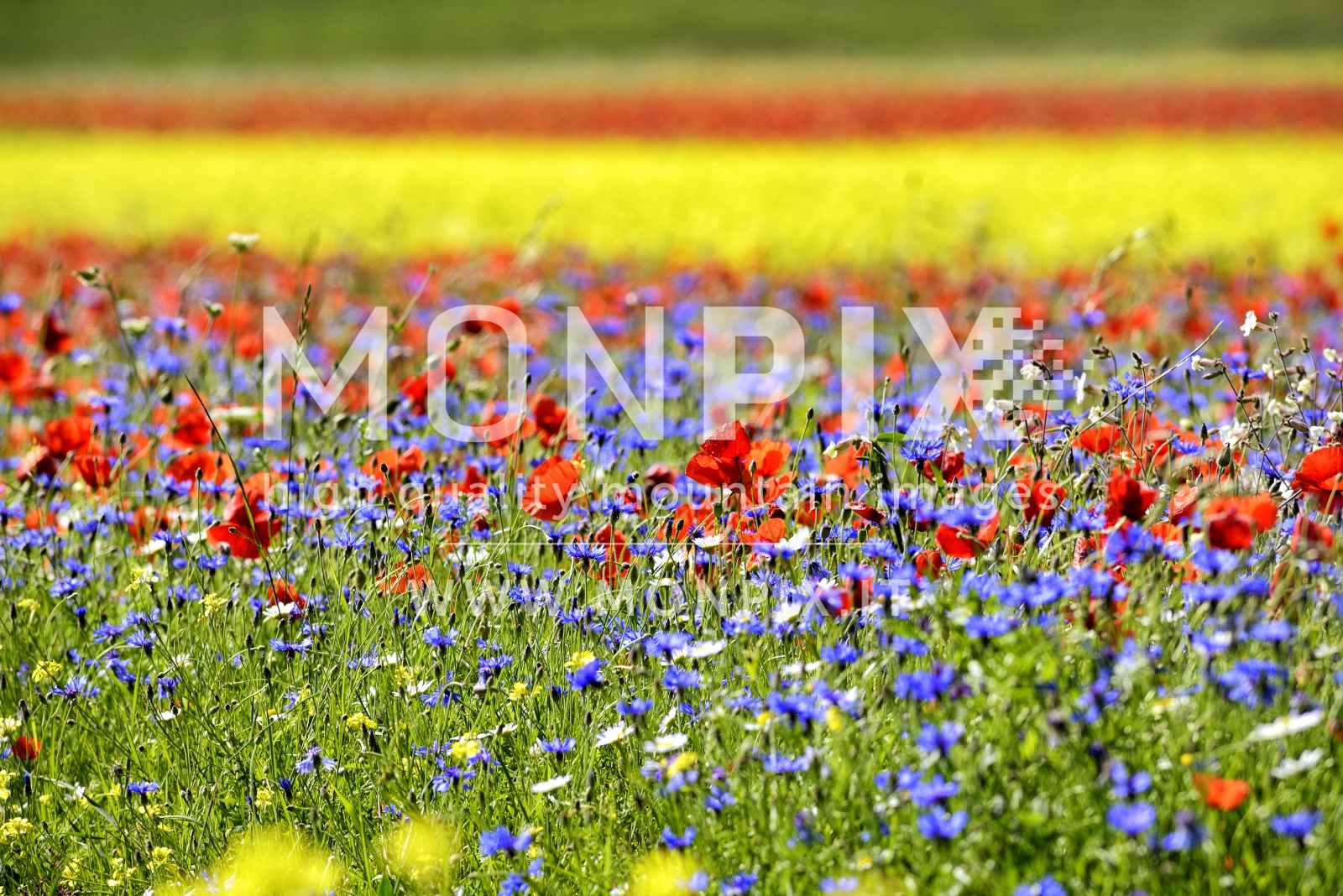 Castelluccio di Norcia, sfumature di colore 
