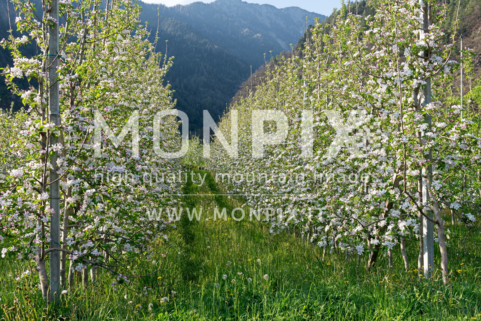 Melo in fiore in Valtellina