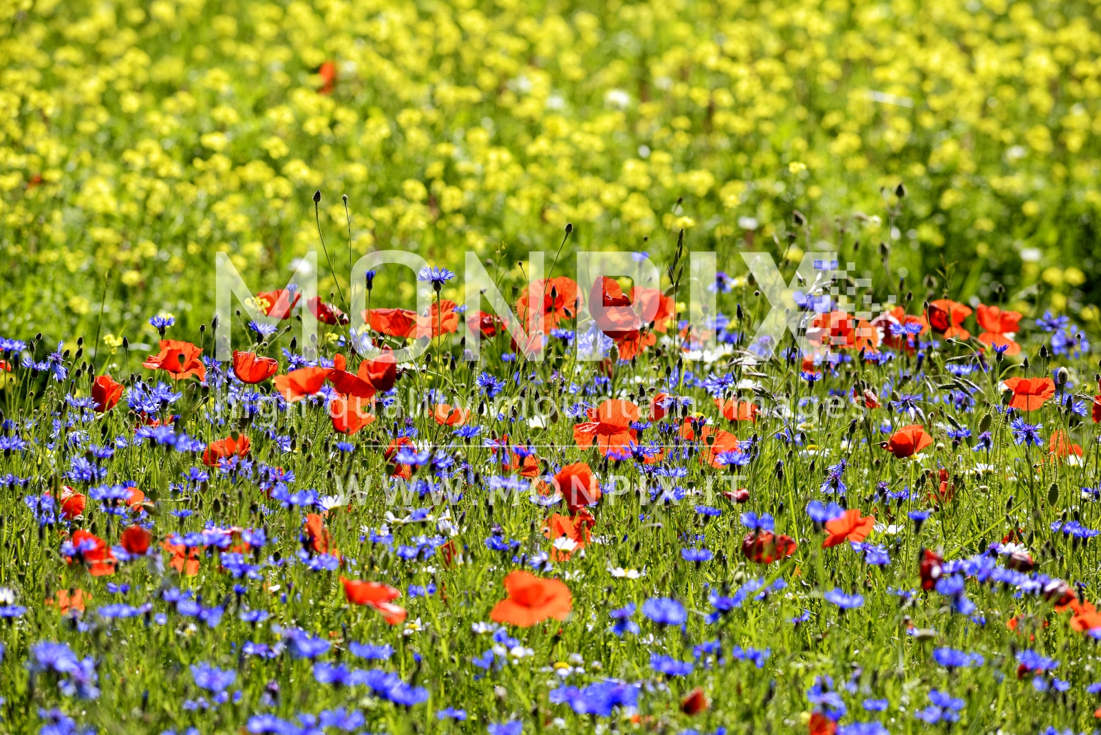 Castelluccio di Norcia, sfumature di colore