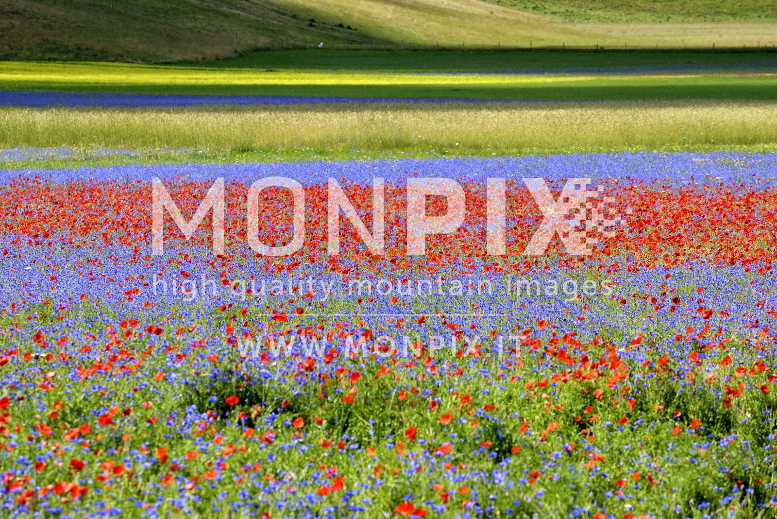 Castelluccio di Norcia, sfumature di colori 
