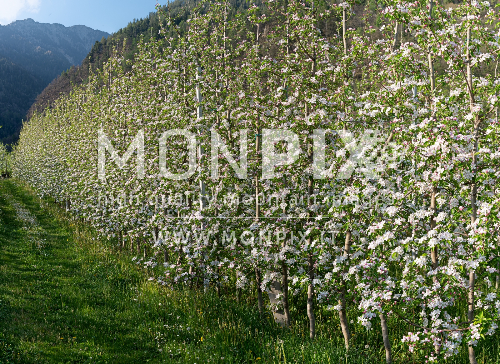 Melo in fiore in Valtellina