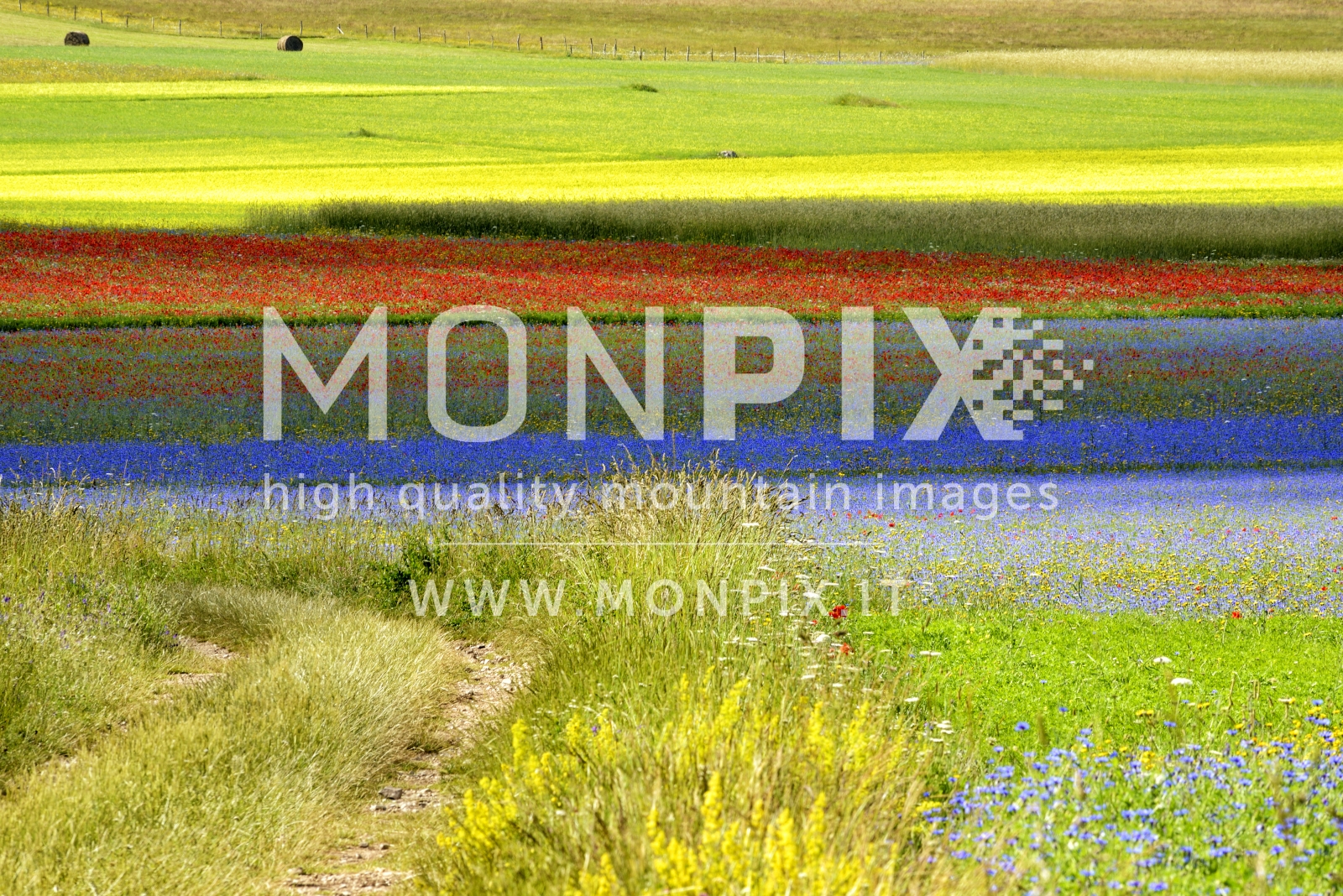 Castelluccio di Norcia, sfumature di colore 