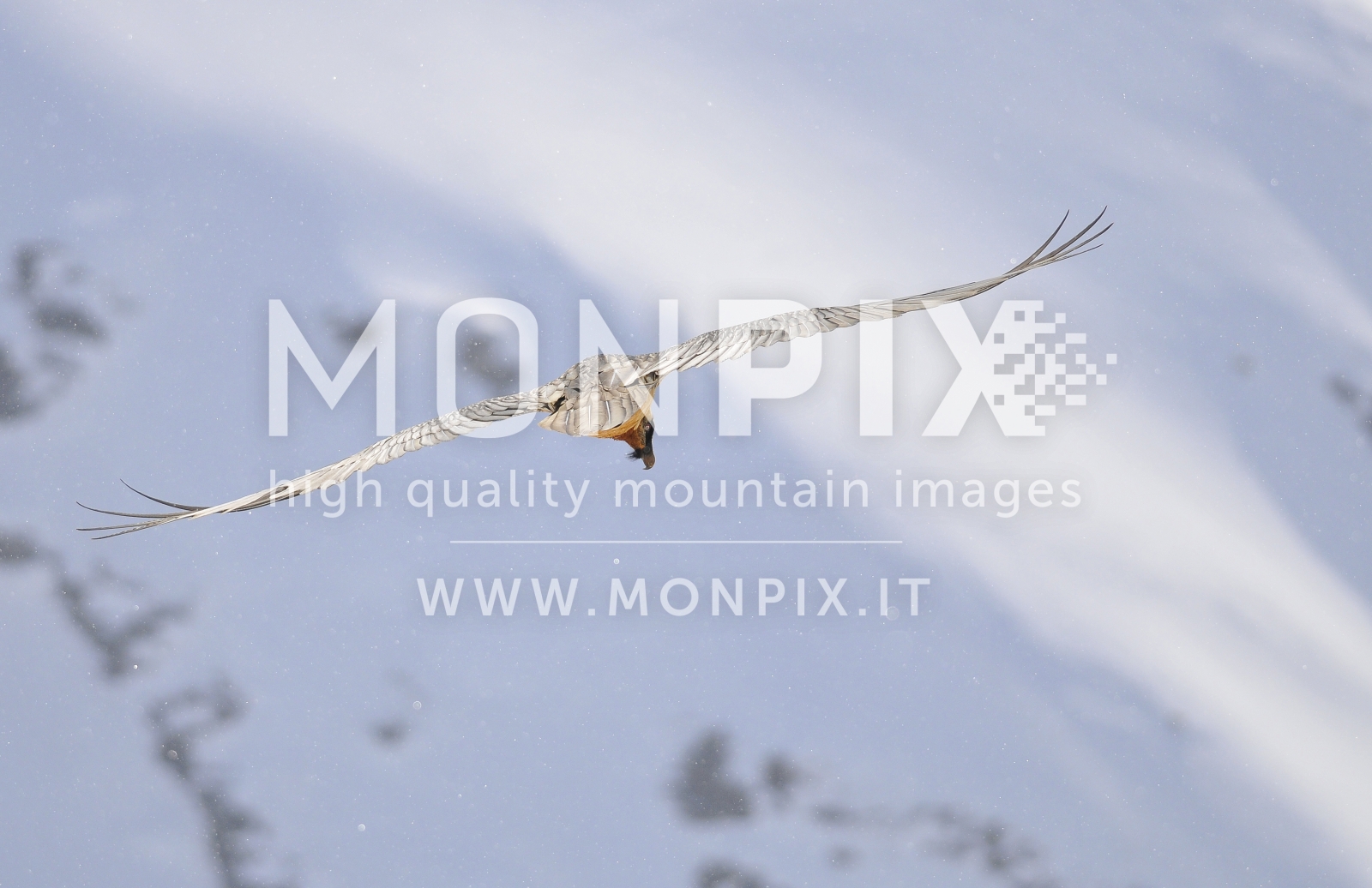 Gipeto - Gypaetus Barbatus