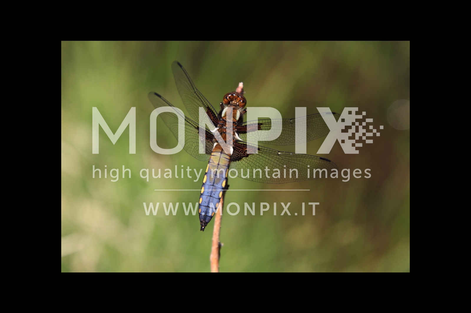 LIBELLULA DEPRESSA