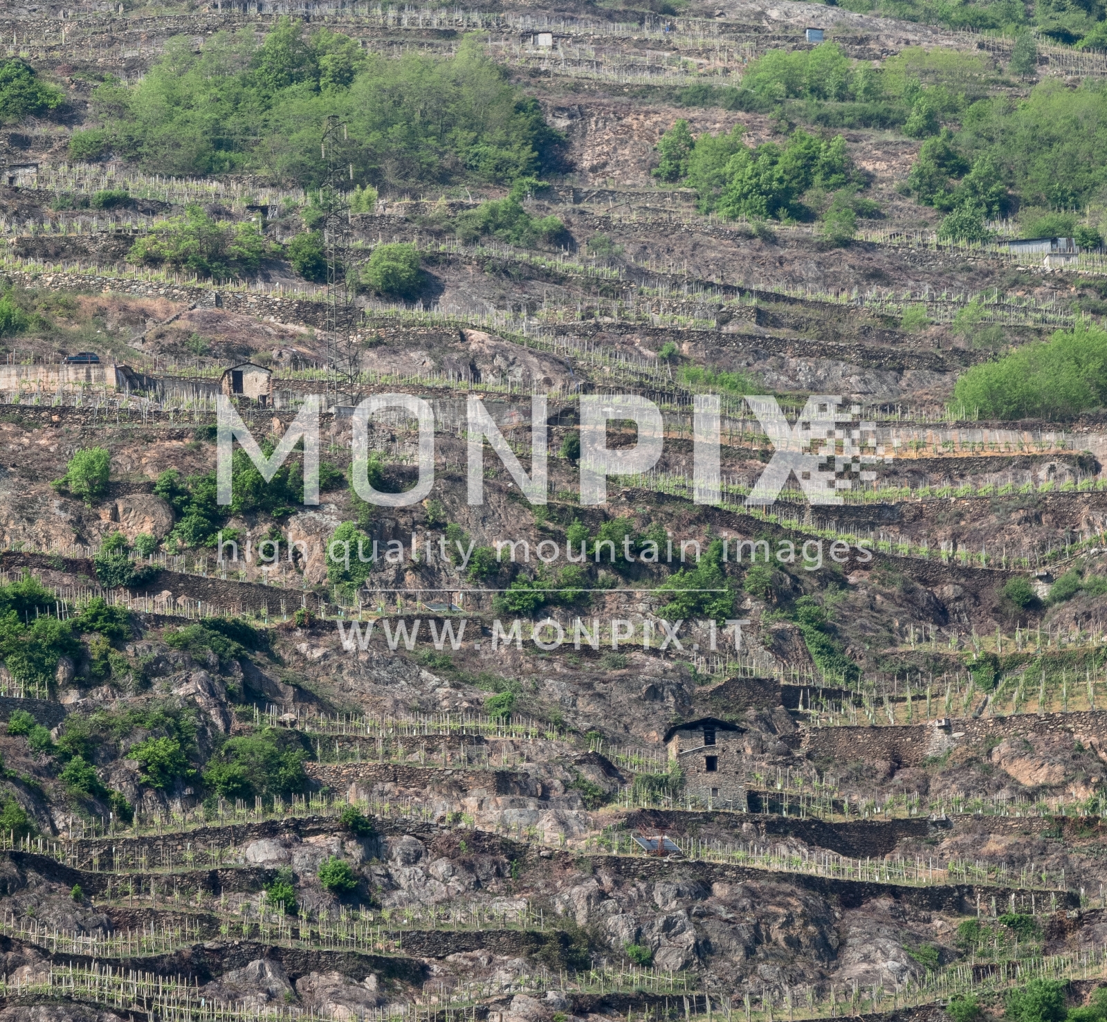 Vigneti a terrazzamenti in Valtellina