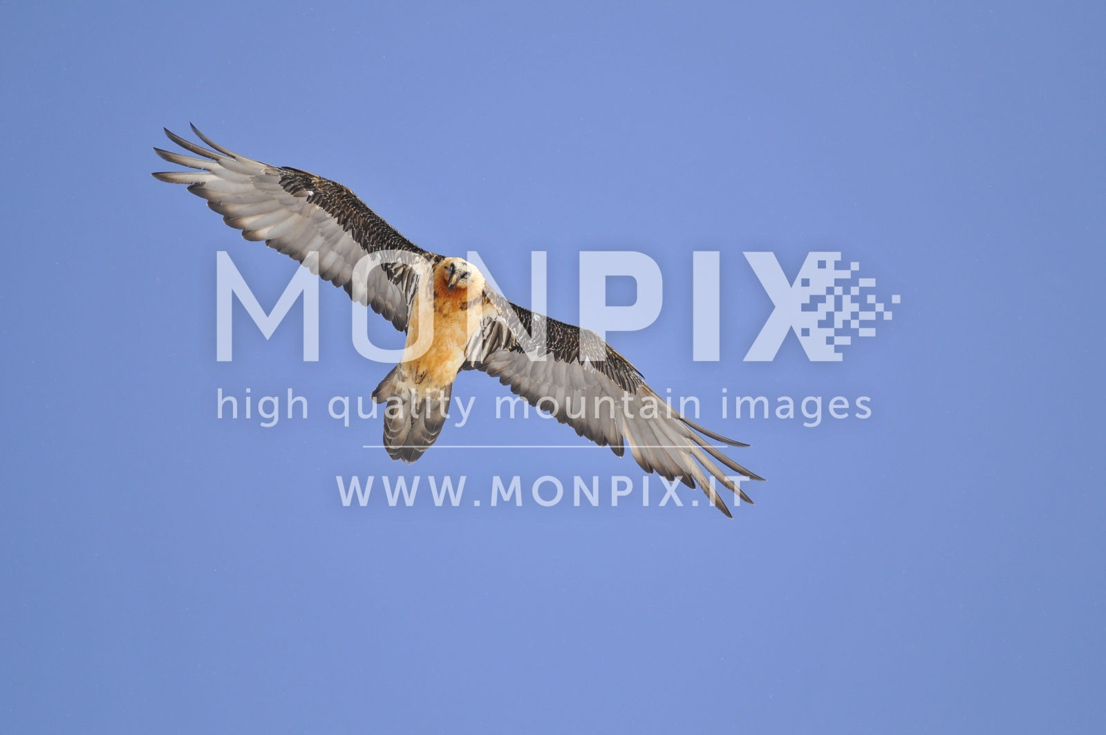 Gipeto - Gypaetus Barbatus 