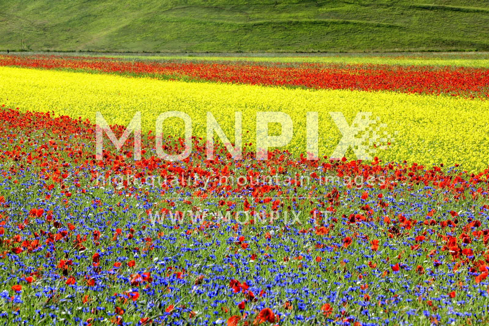 Castelluccio di Norcia, sfumature di colore 