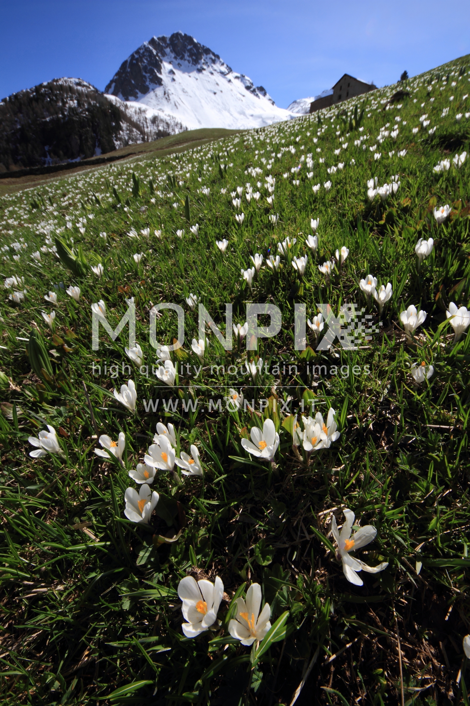 CROCUS