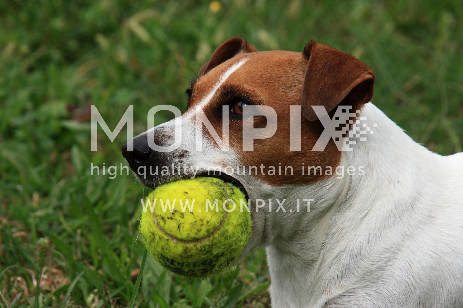 JACK RUSSEL