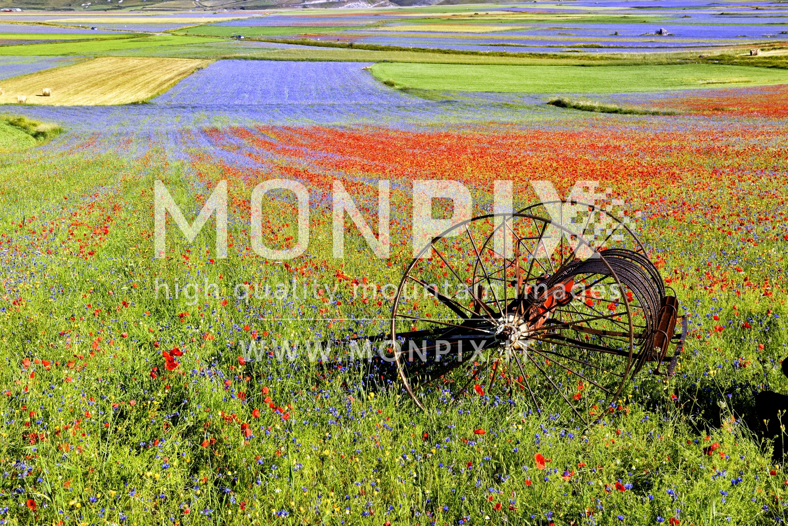 Castelluccio di Norcia, sfumature di colore 
