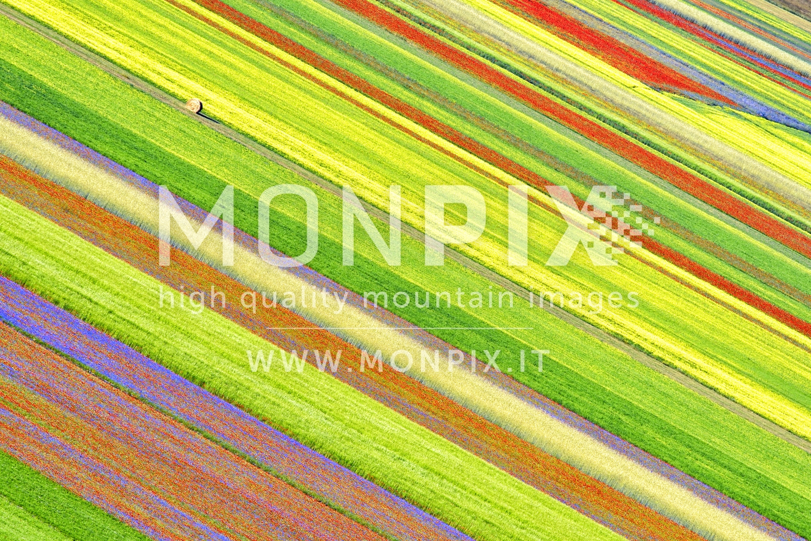 Castelluccio di Norcia, sfumature di colore 