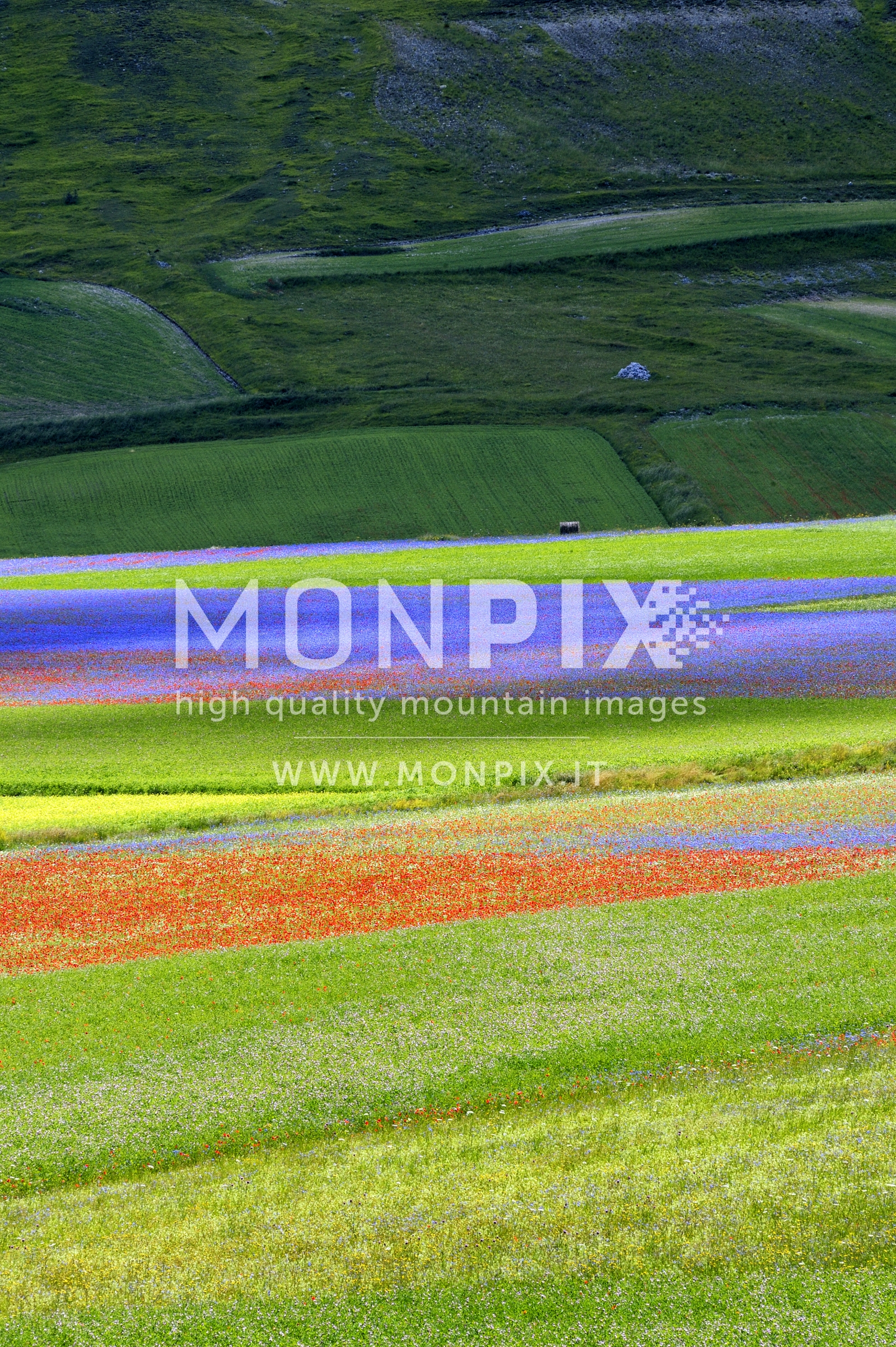 Castelluccio di Norcia, sfumature di colore 