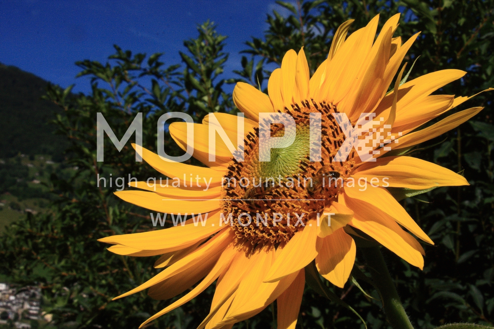 API SU GIRASOLE