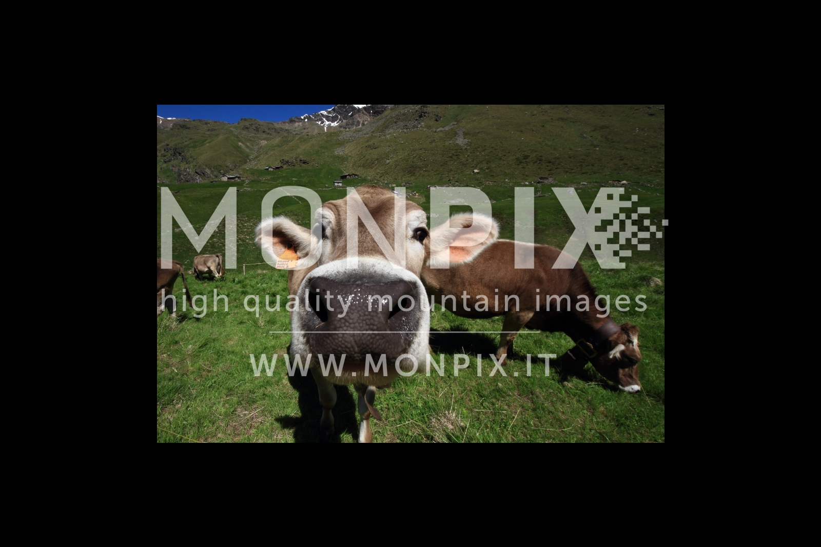 MUCCA IN VAL DI REZZALO