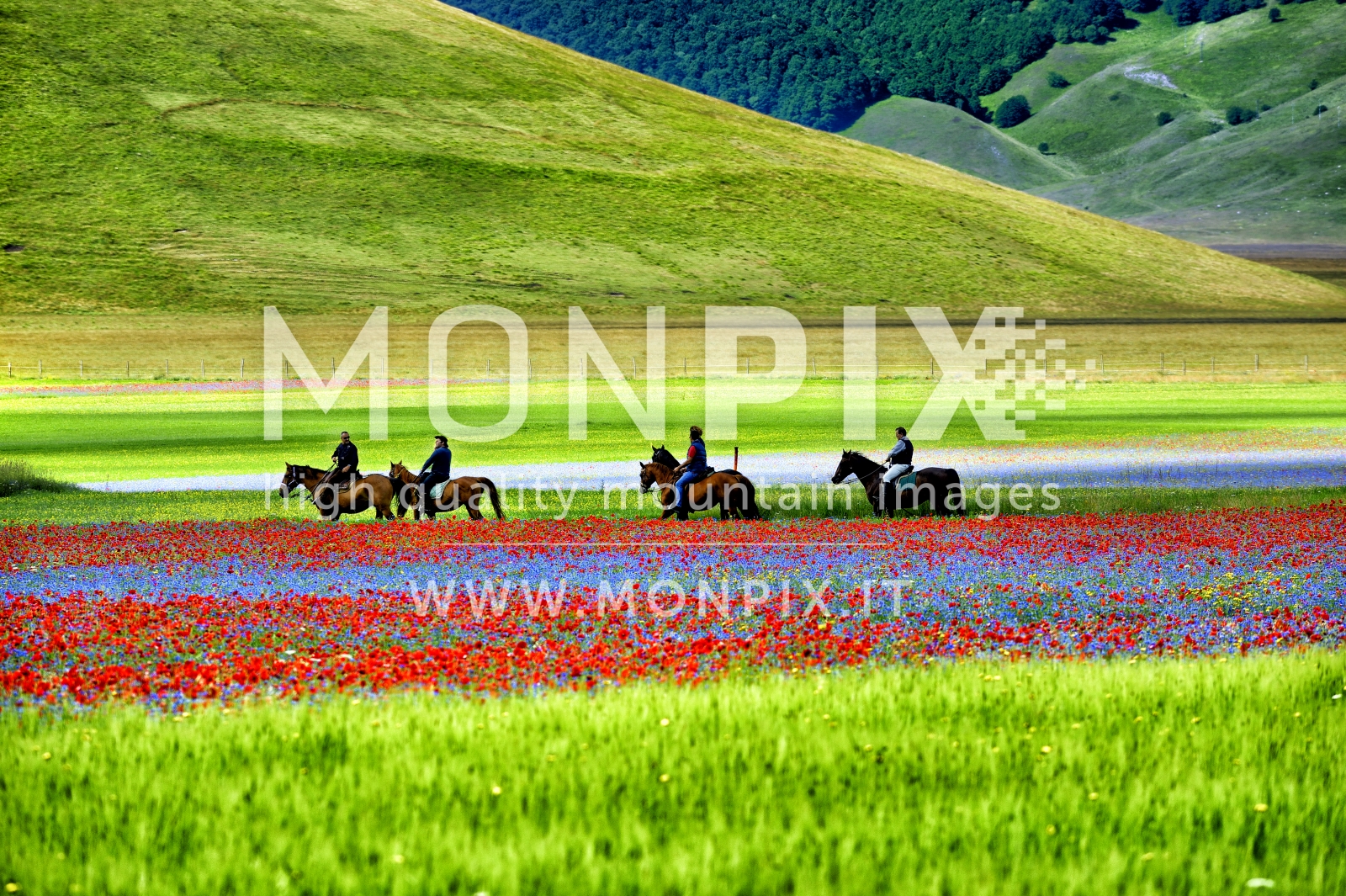 Castelluccio di Norcia, sfumature di colori 