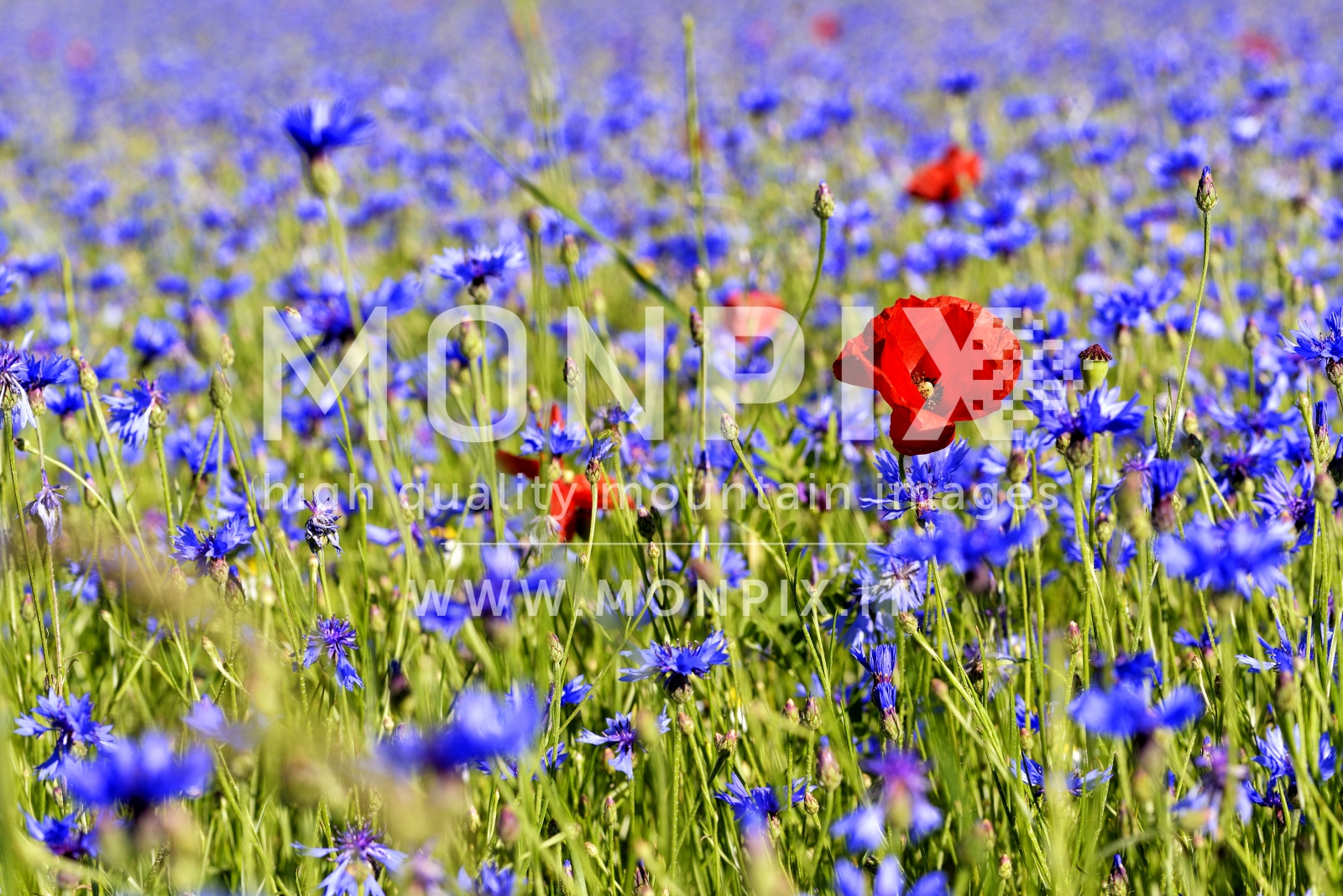 Castelluccio di Norcia, sfumature di colore 