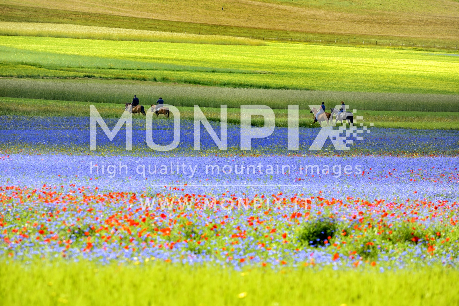 Castelluccio di Norcia, sfumature di colori 