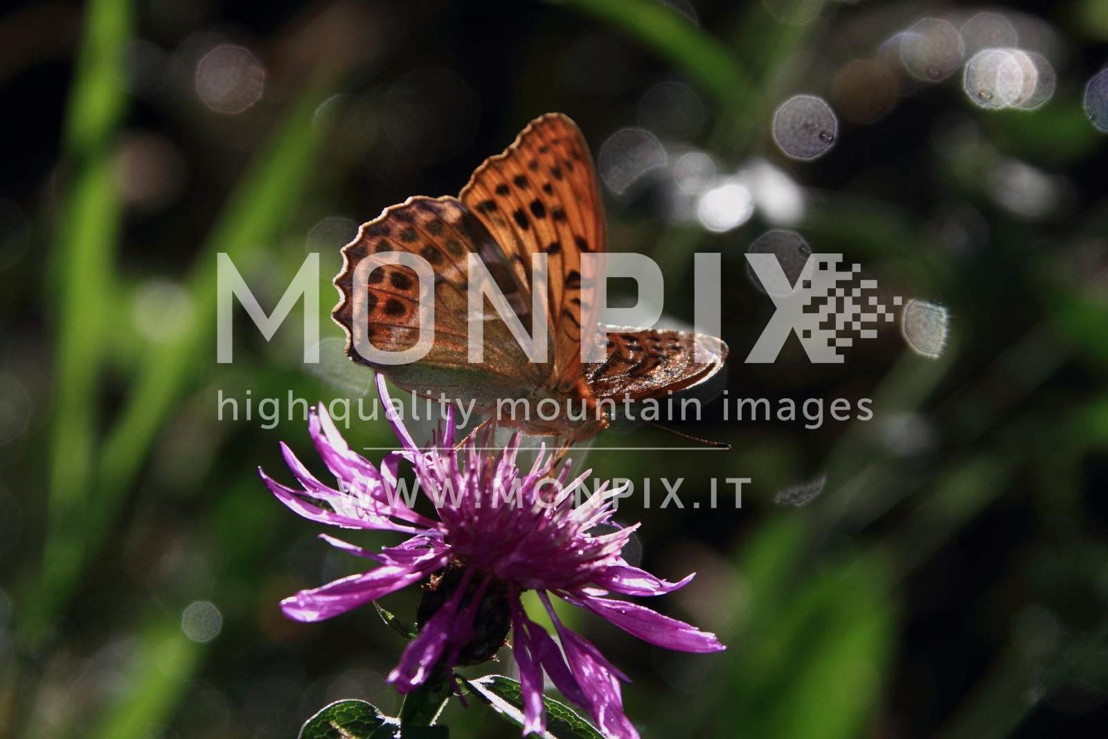 farfalla argynnis paphia