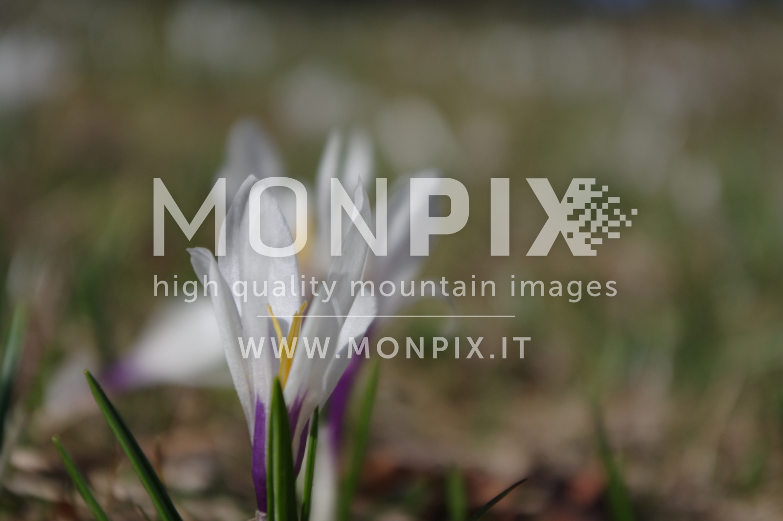 Fioritura di crocus