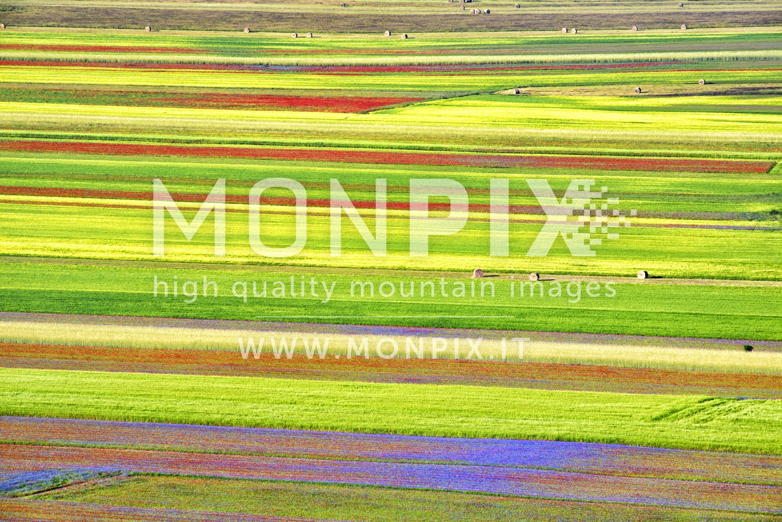 Castelluccio di Norcia, sfumature di colore 
