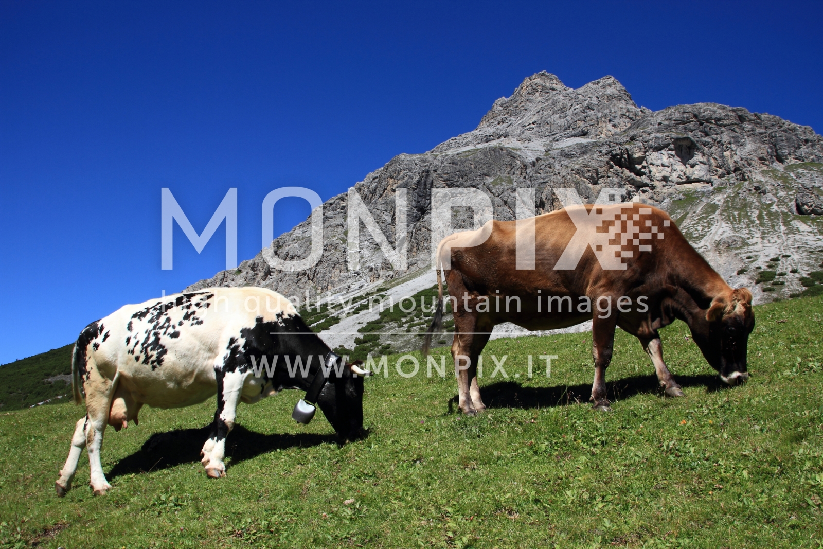 MUCCHE IN VAL ZEBRU'