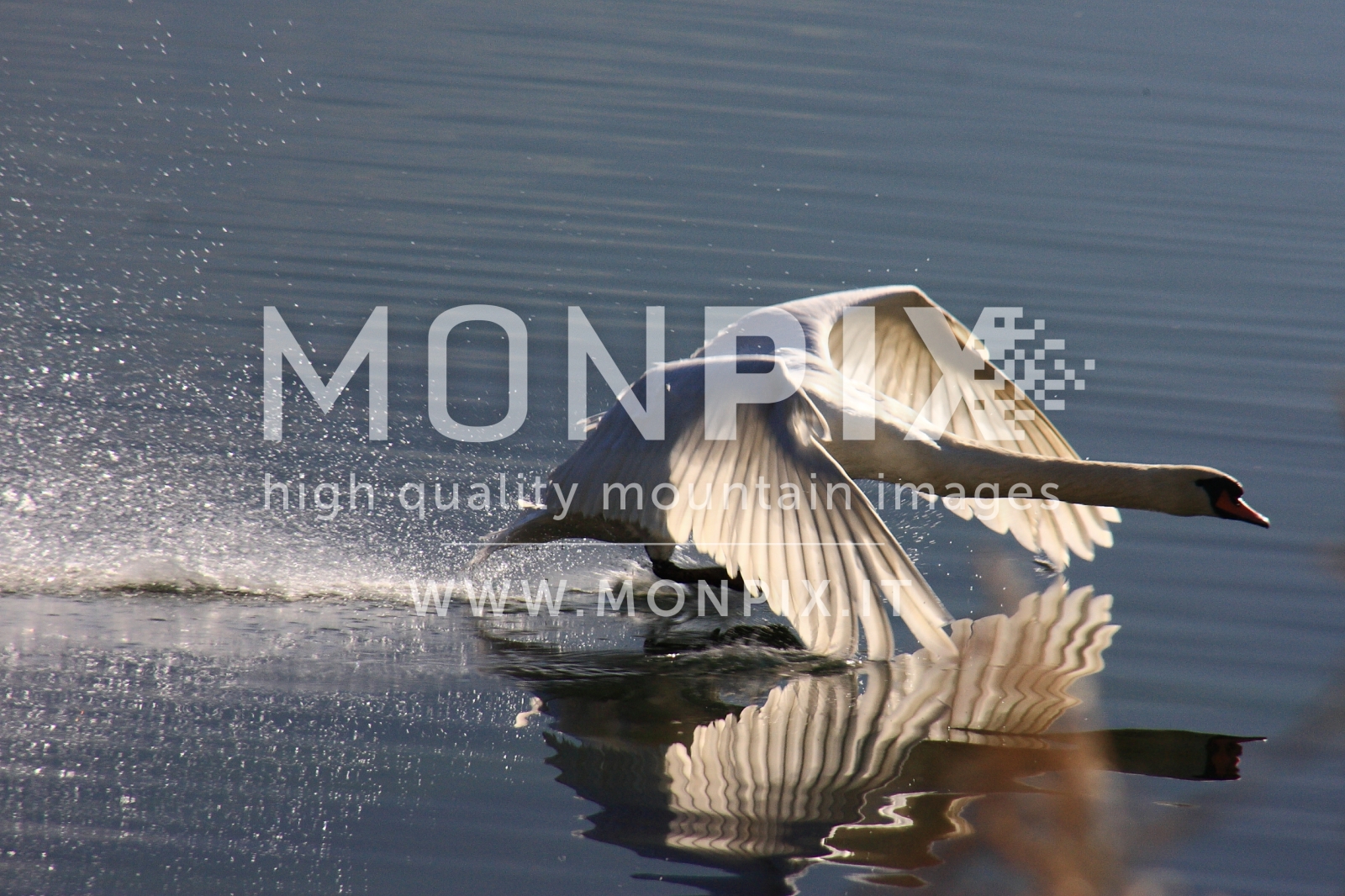cigno in volo