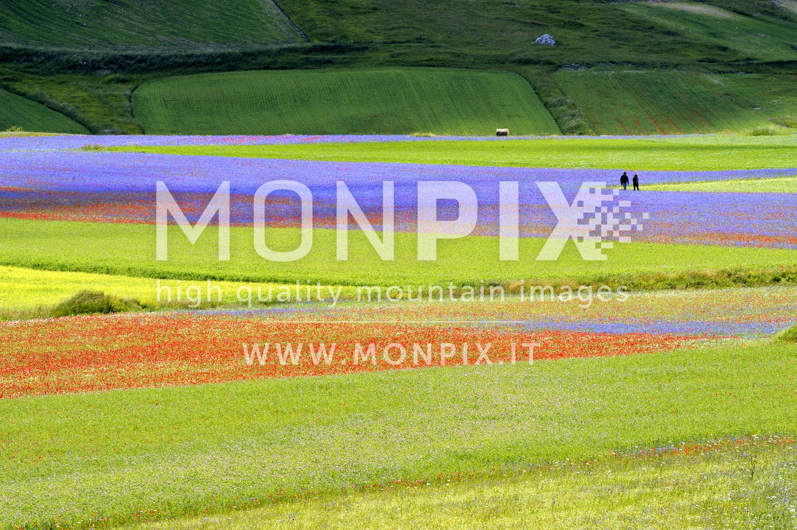 Castelluccio di Norcia, sfumature di colore